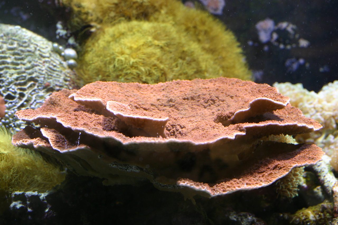 Chalky Montipora
