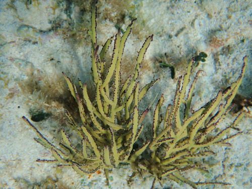Green Lace Gorgonian