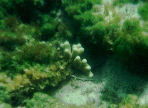 Finger Coral