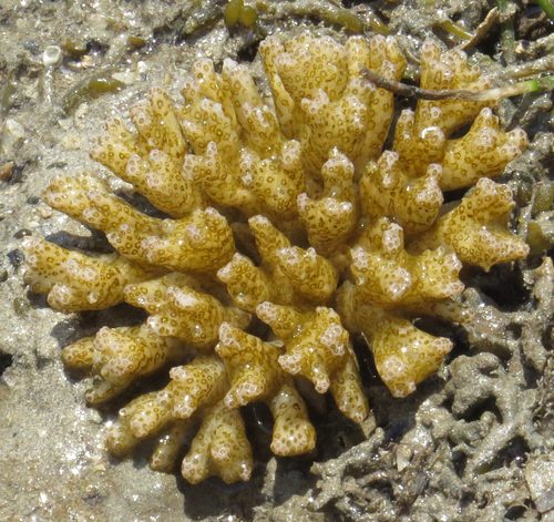 Pointed Cauliflower Coral