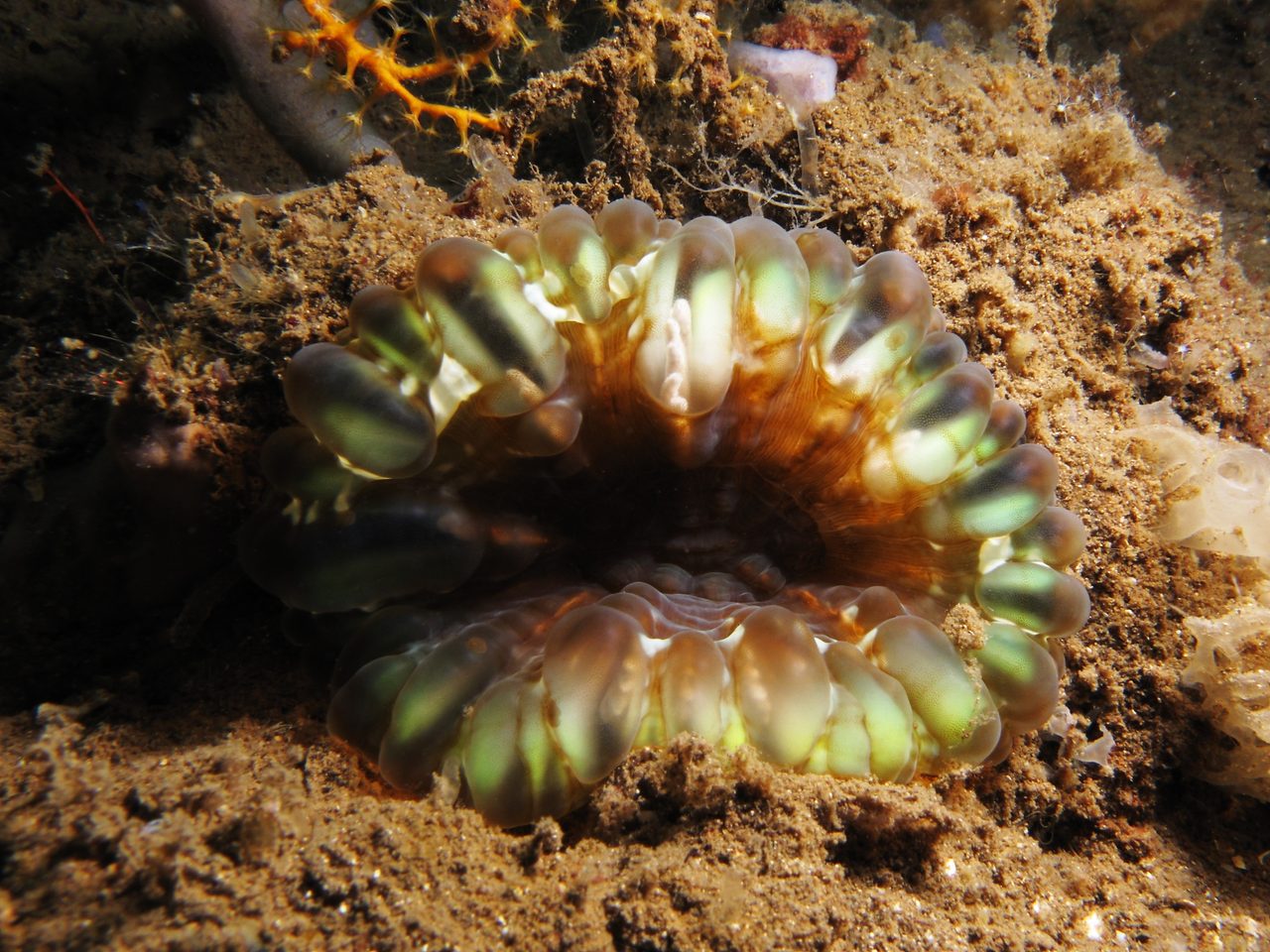 Savigny's Button Coral