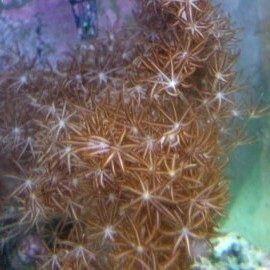 Pulsing Xenia
