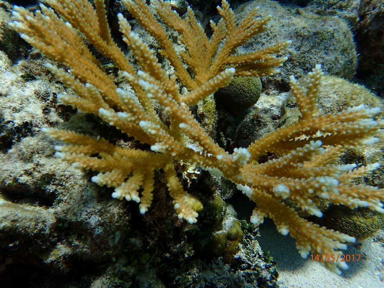 Staghorn Coral