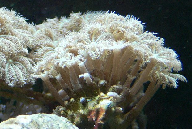 Clove Polyps