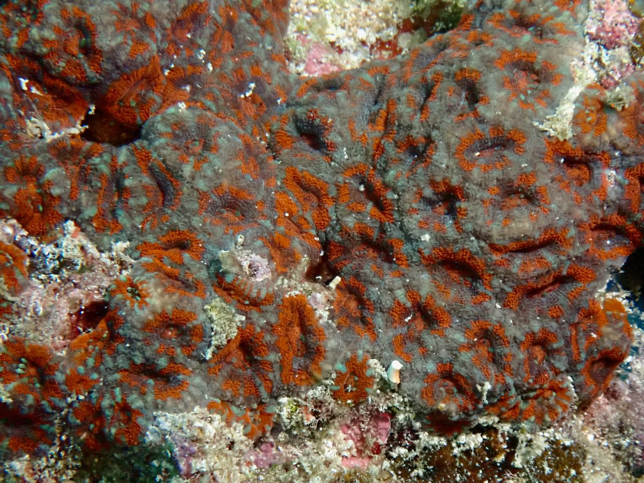 Amakusa Coral