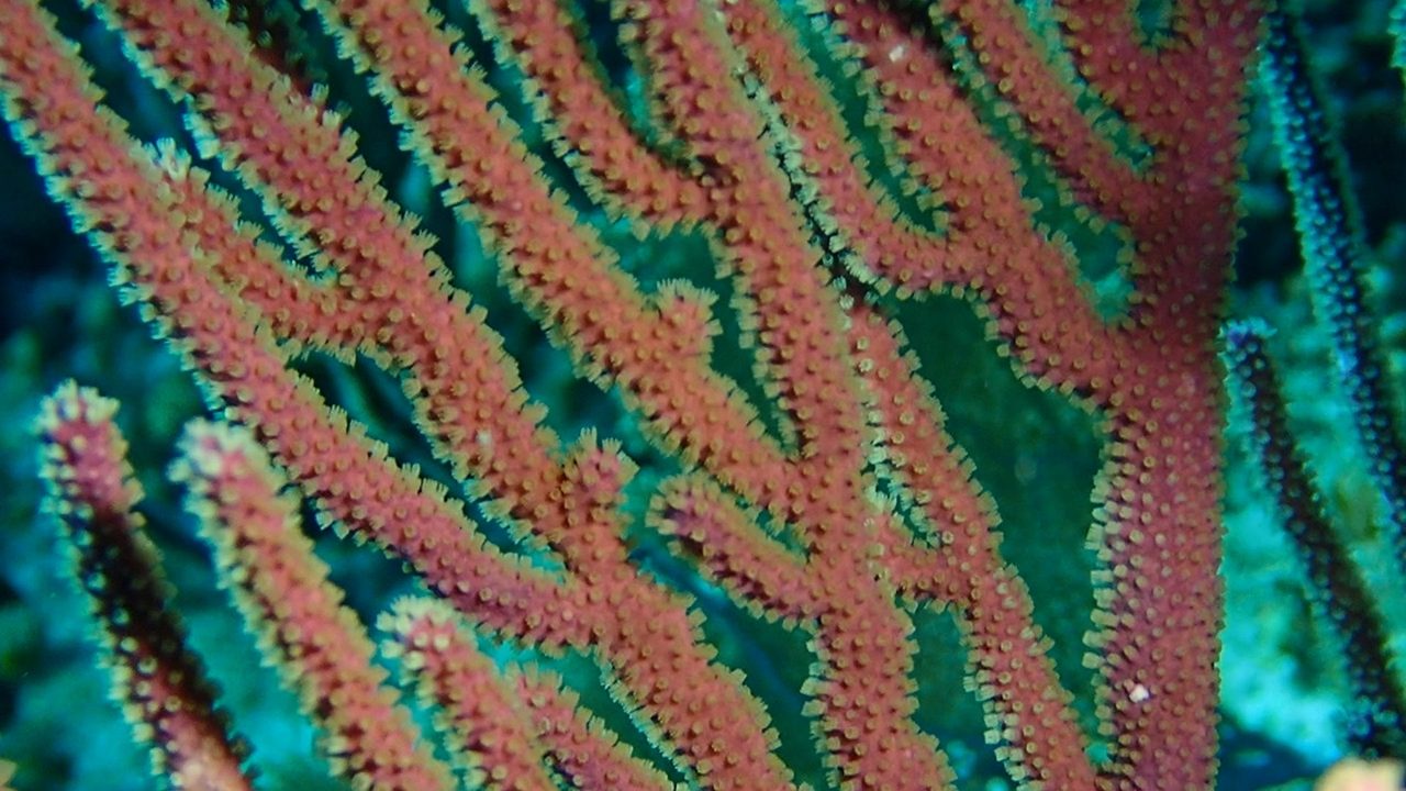 Purple Candelabra Gorgonian