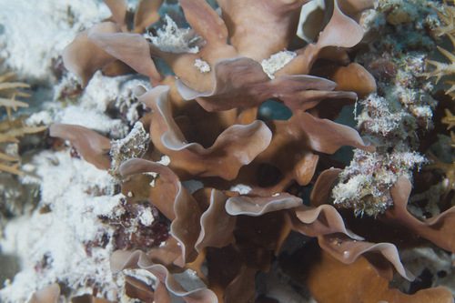 Potato Chip Coral