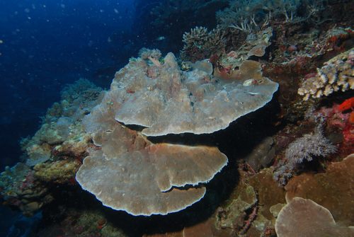 Leaf Plate Coral
