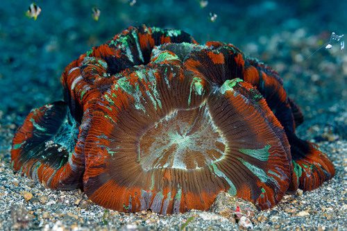 Geoffroy's Brain Coral