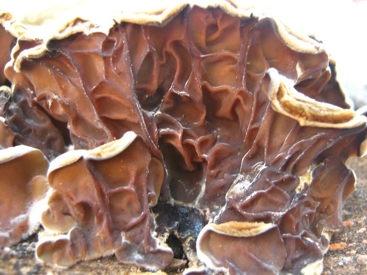 Purple Hairy Mushroom