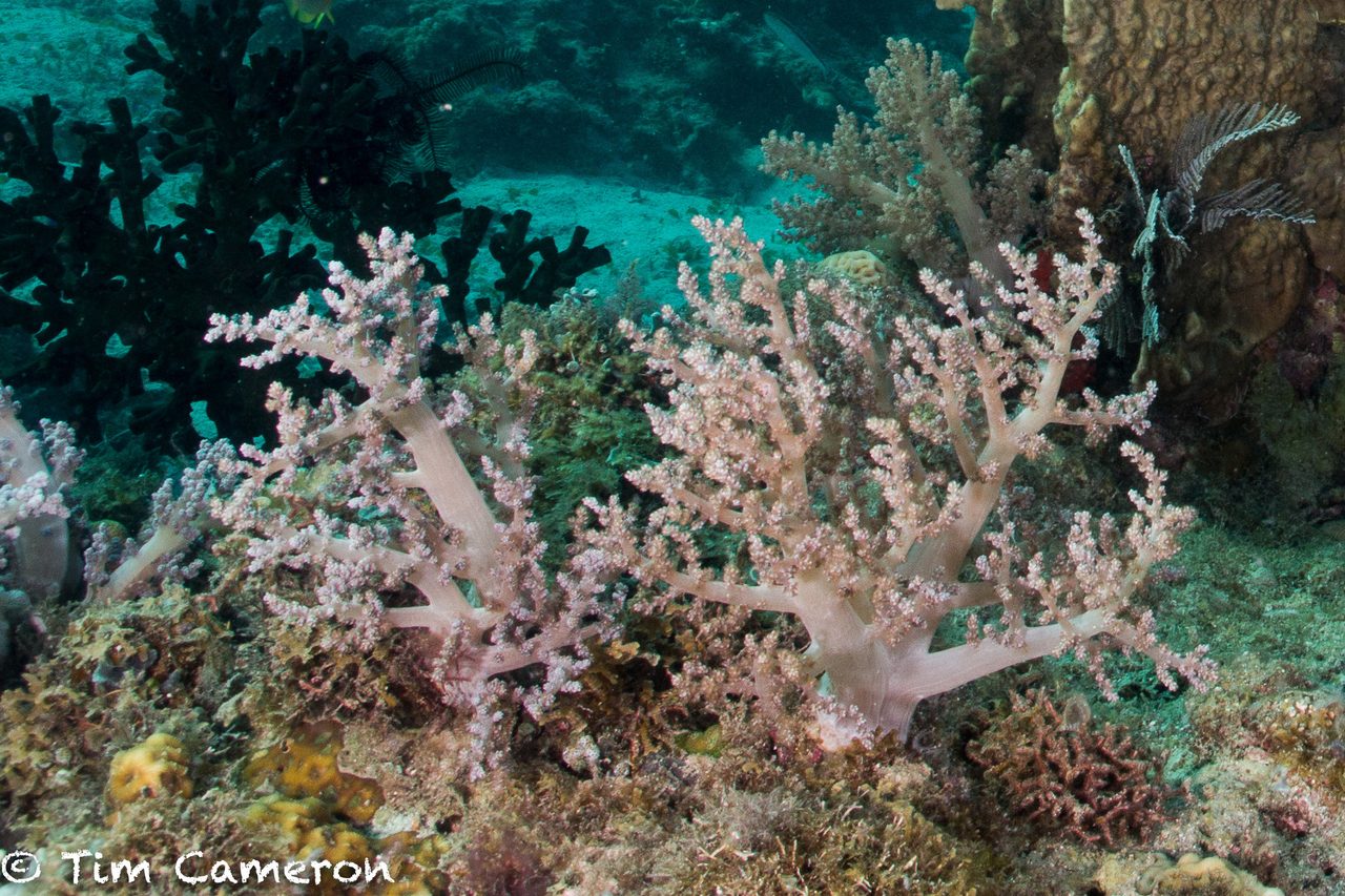 Ball Tree Coral