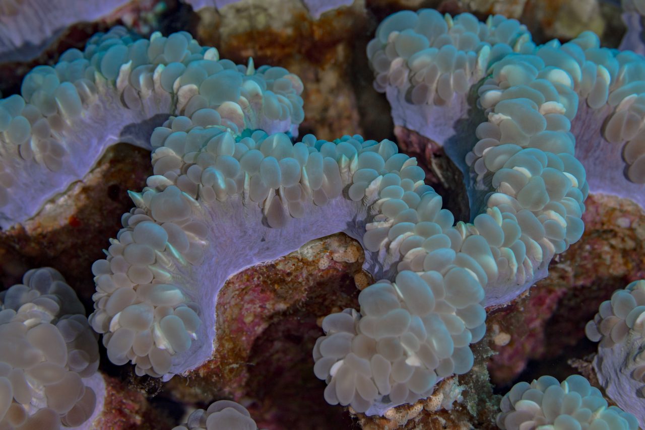 Bubble Coral