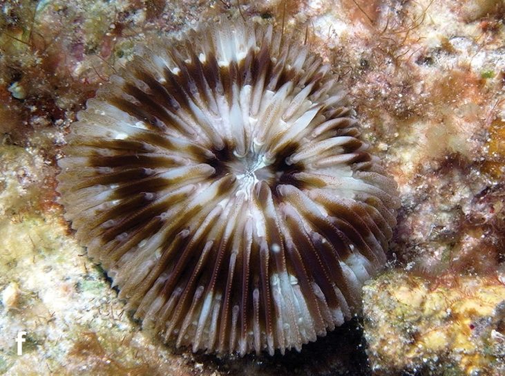 Thin Plate Coral