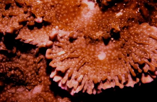 Sponge Coral