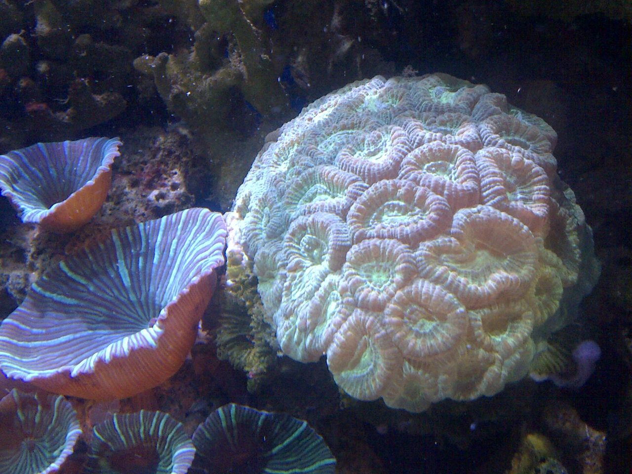 Neon Green Rhodactis