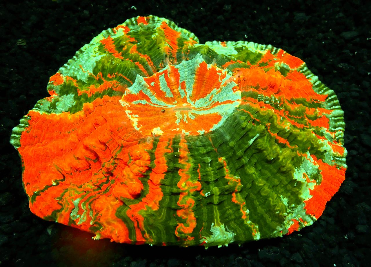 Large Meat Coral