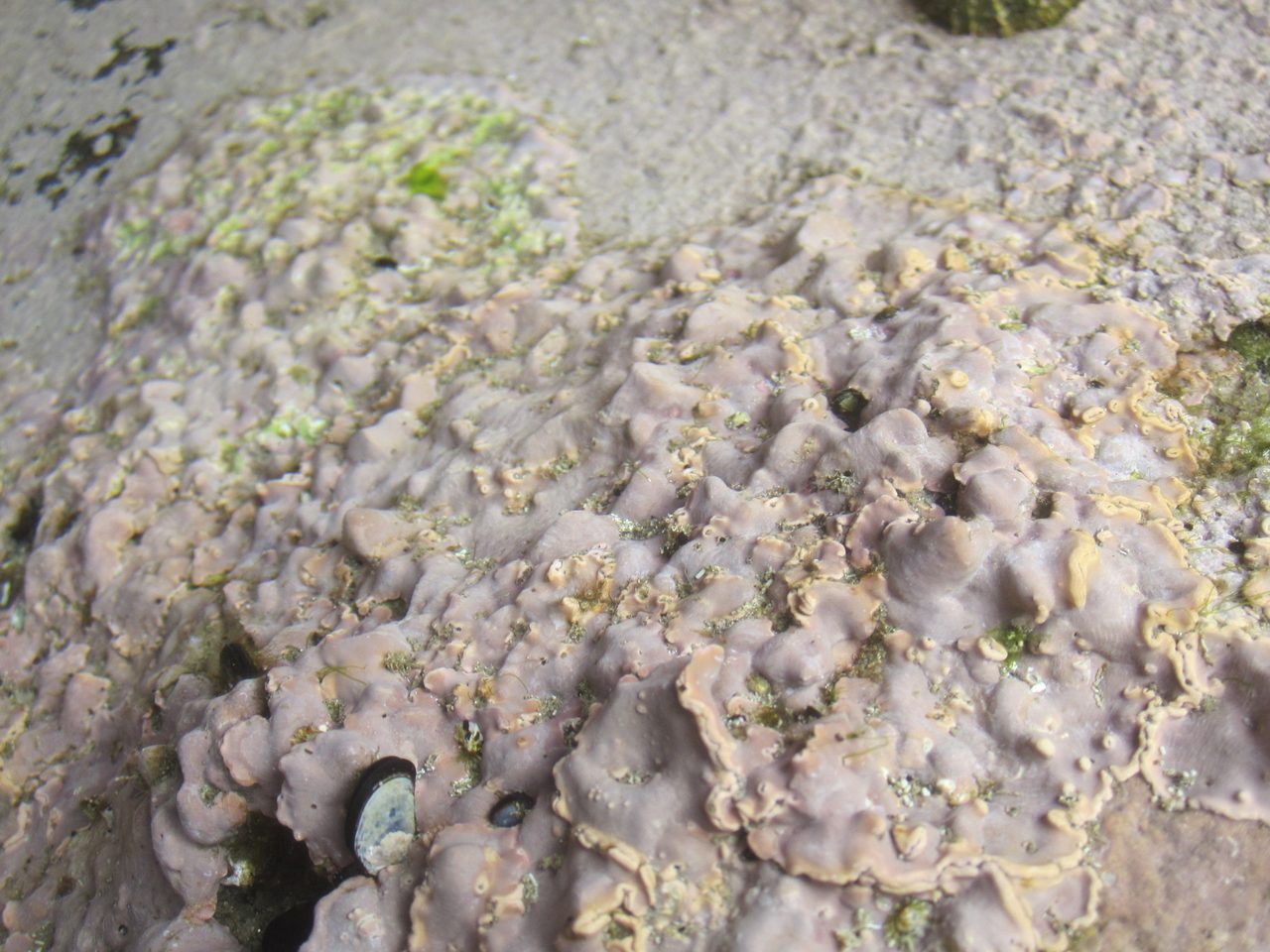 Encrusting Coral
