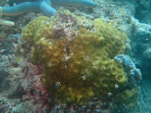 Acanthastrea