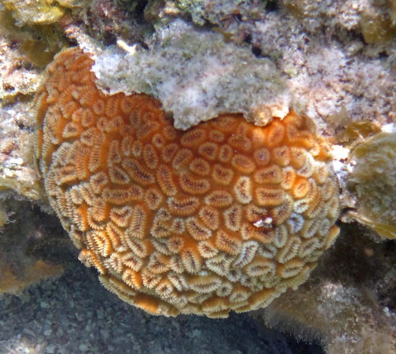 Milne's Star Coral