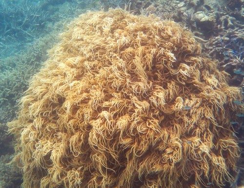 Finger Leather Coral