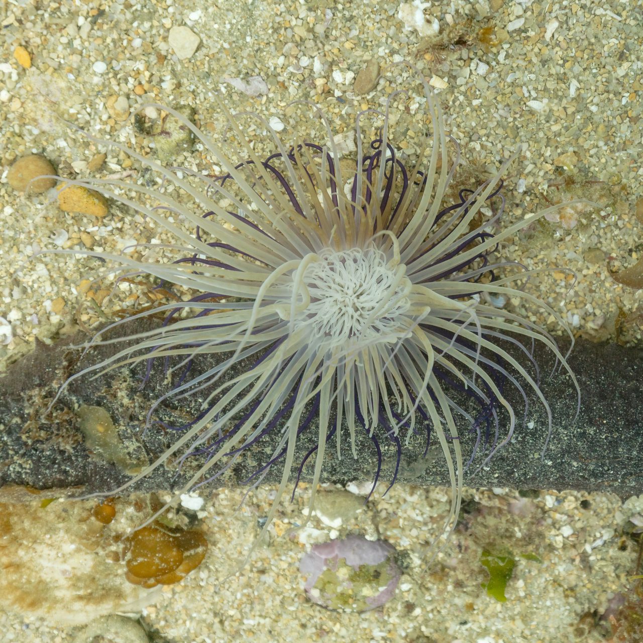 Tube Anemone