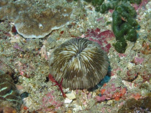 Plate Coral