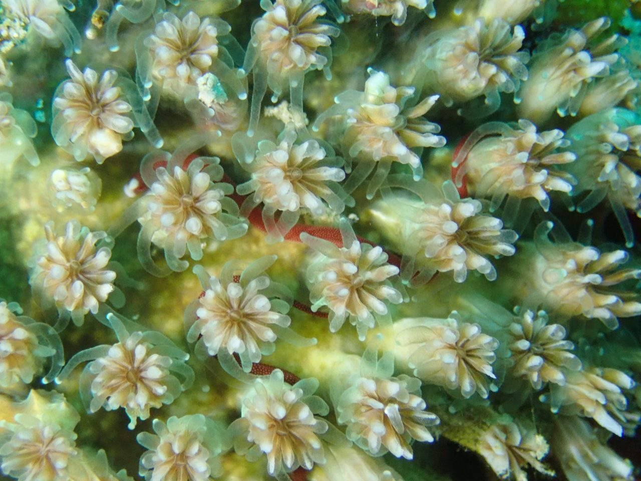 Galaxea Coral
