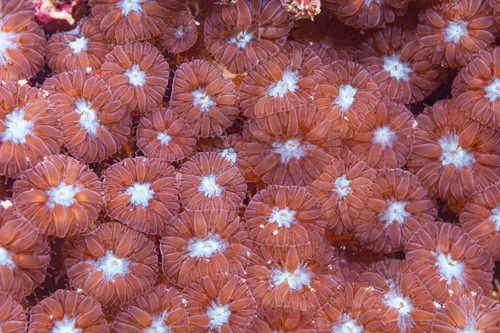 Merlet's Pineapple Coral