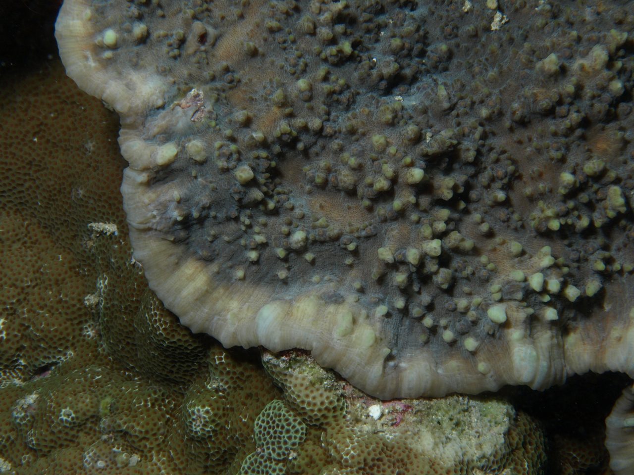 Chalice Coral