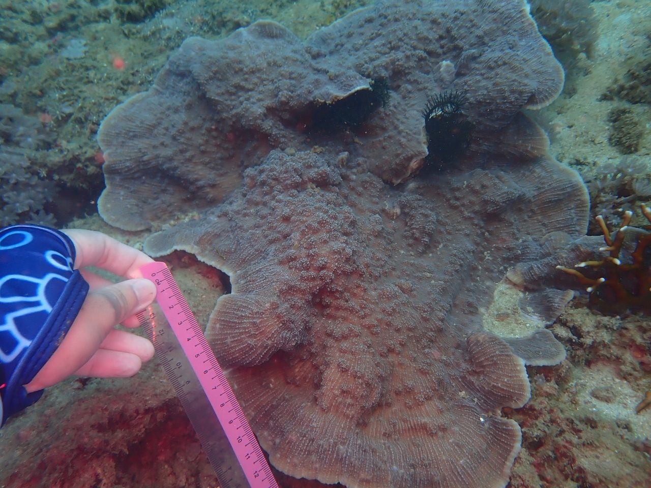 Chalice Coral