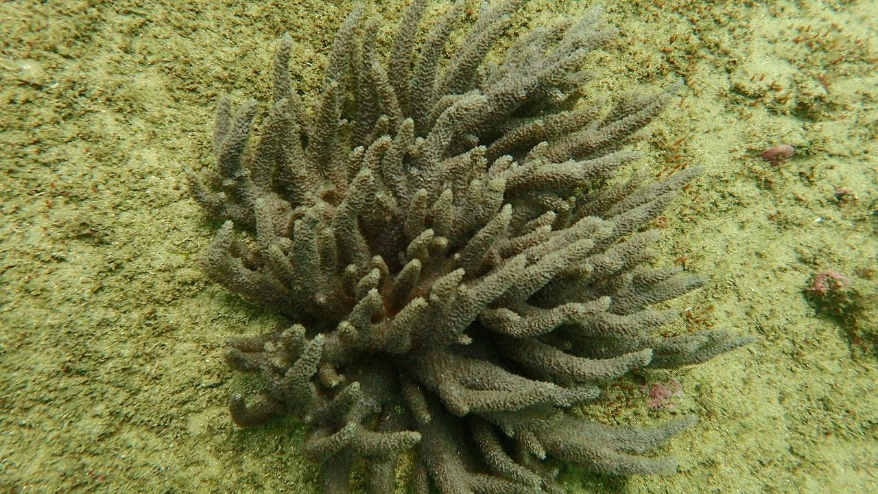 Gabon Tree Coral