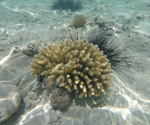 Birdsnest Coral