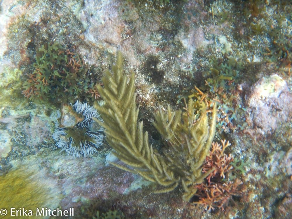Purple Brush Gorgonian