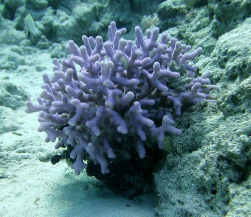 Lined Cauliflower Coral