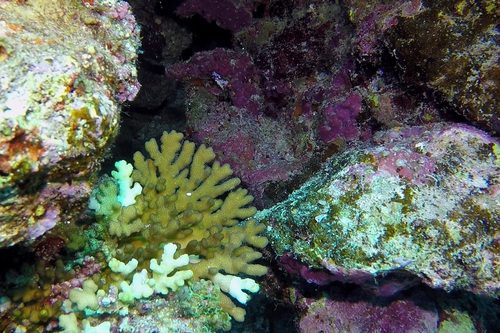 Dana's Cauliflower Coral