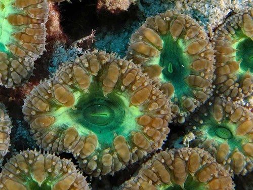 Wells' Pineapple Coral