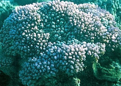 Irregular Rice Coral