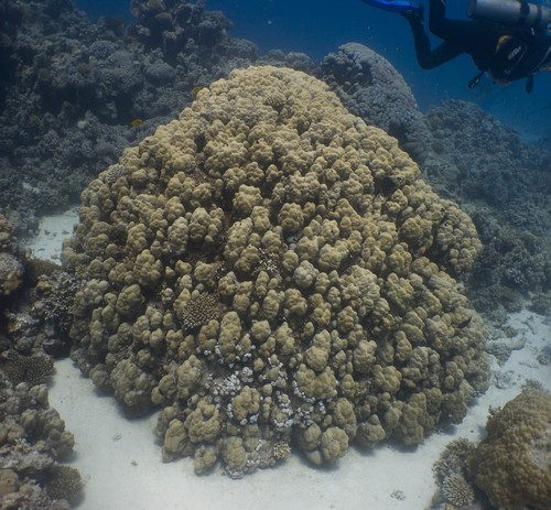 Nodular Coral
