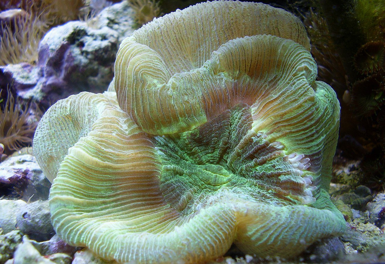 Amaranth Brain Coral