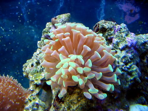 Fimbriate Torch Coral