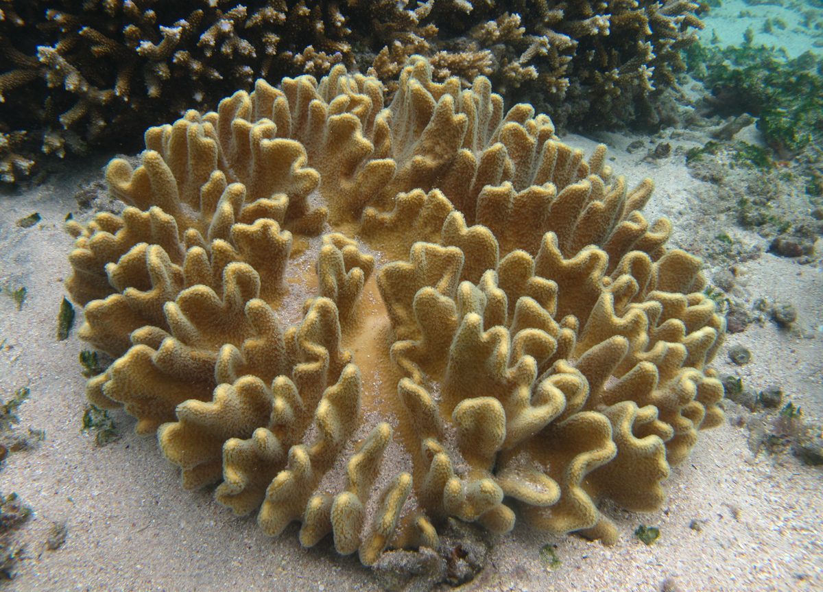 Cockscomb Leather Coral