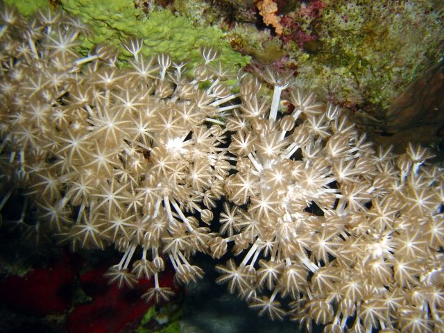 Umbrella Pulse Coral