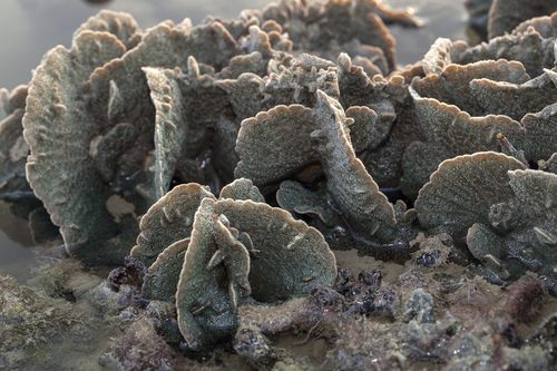 Leaf Coral