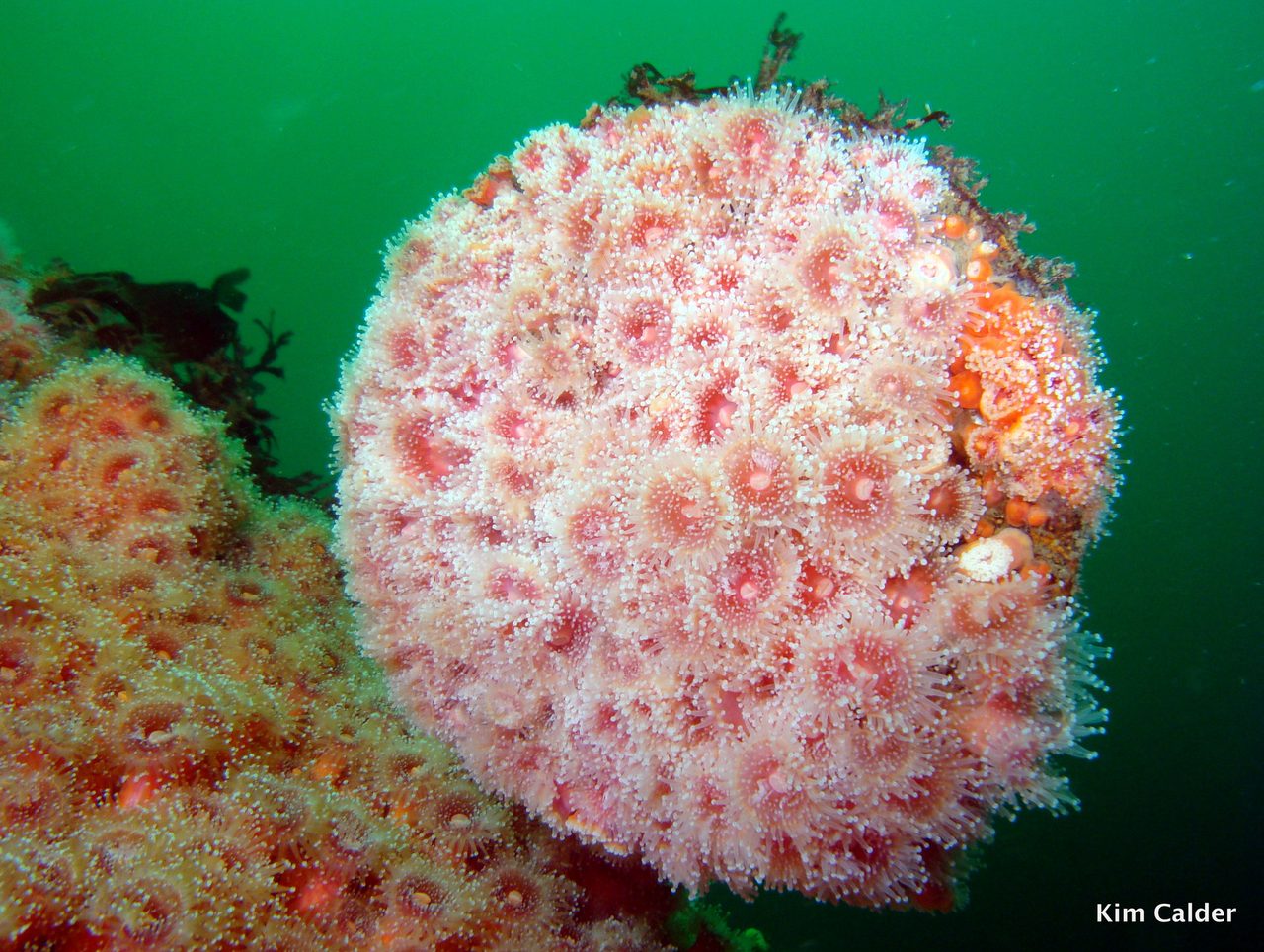 Strawberry Coral