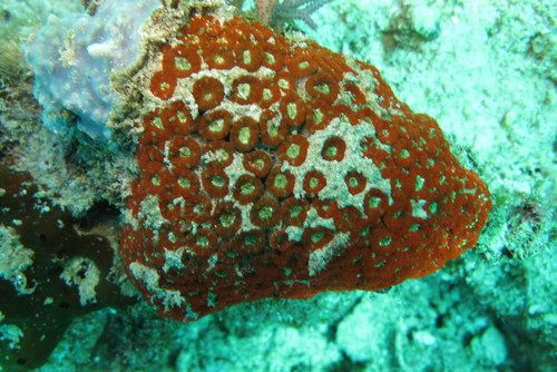 Multi-spotted Micromussa