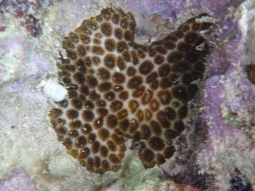 Leptastrea