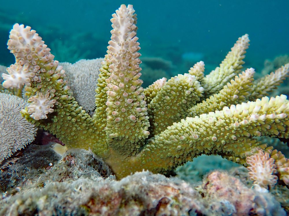 Robust Staghorn Coral
