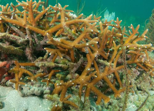Caribbean Staghorn Coral