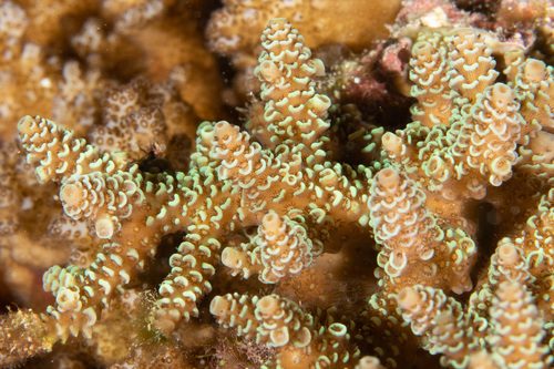 Thin Staghorn Coral