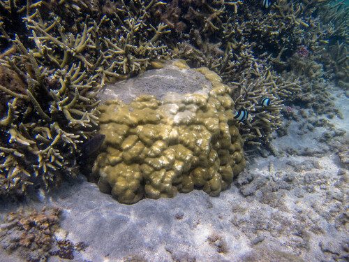 Lobe Coral